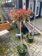 Photinia Little robin bol op stam van 80 cm € 39,95 pst