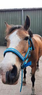 Blauw halster met glitters! Maat pony, Dieren en Toebehoren, Ophalen of Verzenden, Overige soorten