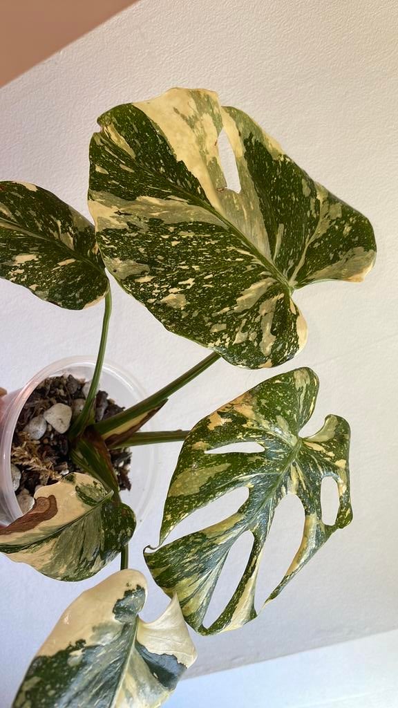 Monstera Thai Constellation - Zeer bijzondere Varigatie, Huis en Inrichting, Kamerplanten, Ophalen of Verzenden, Halfschaduw, Minder dan 100 cm