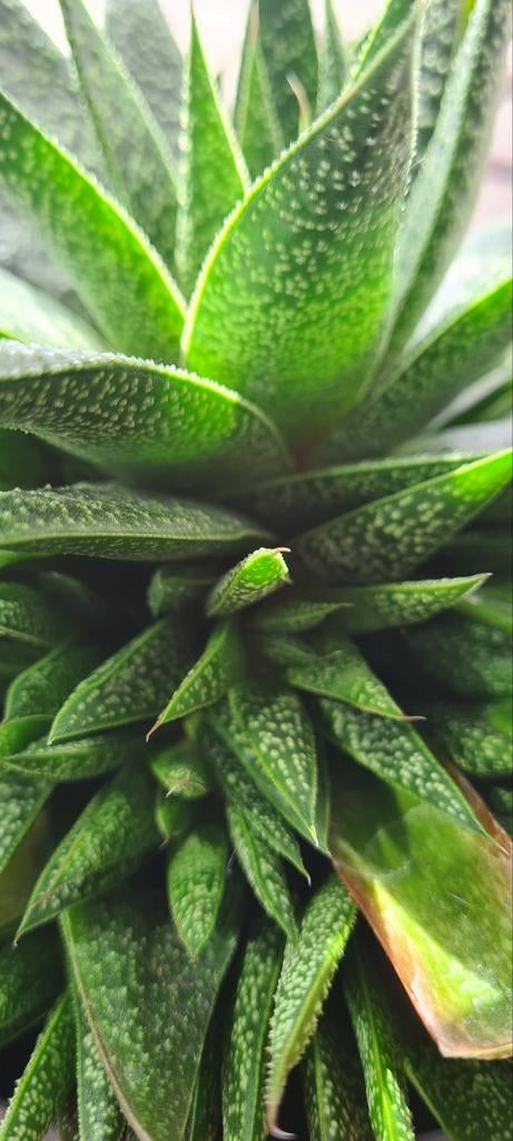 Mooie vetplant inclusief pot, Ophalen, Vetplant, Halfschaduw, In pot