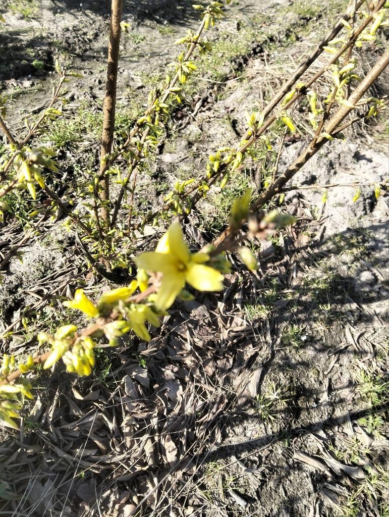 Forsythia (Chinees klokje), Ophalen, Halfschaduw, Overige soorten, Lente