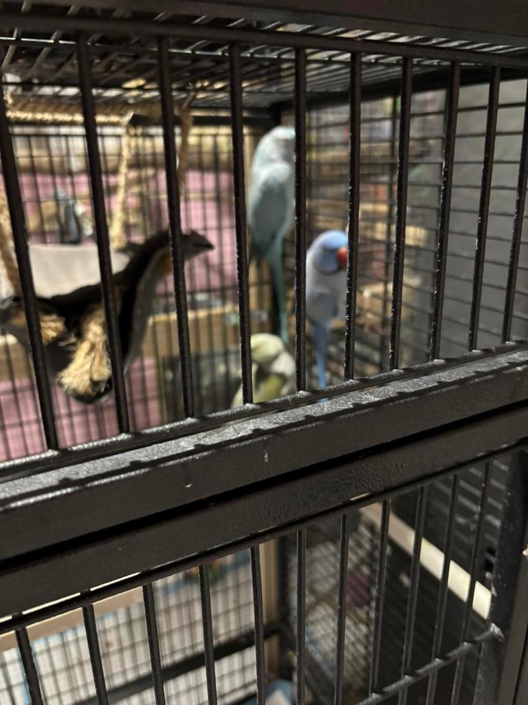 Halsbandparkieten, Dieren en Toebehoren, Vogels | Parkieten en Papegaaien, Meerdere dieren, Parkiet, Pratend