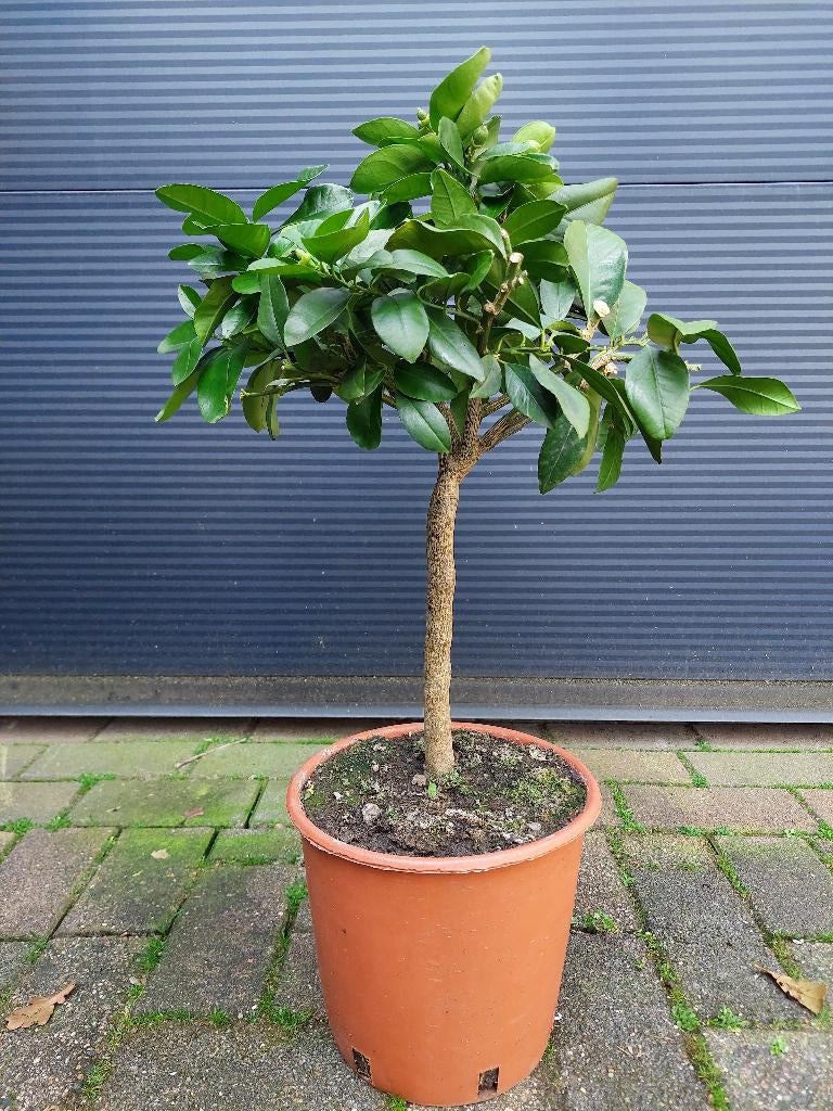 Citrus Limon Rosso - Bloedcitroen / Rode Citroen H: 65 cm., Ophalen, Minder dan 100 cm, Volle zon, Citroenboom