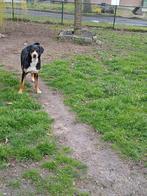 Grote Zwitserse sennenhond, Ophalen, Zo goed als nieuw