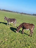 Te koop 2 drachtige kleine ezel merries., Dieren en Toebehoren, Overige Dieren, April, Vrouwelijk