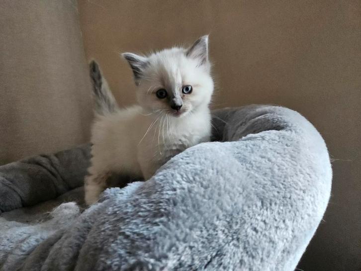 Ragdoll kittens, Dieren en Toebehoren, Katten en Kittens | Raskatten | Langhaar, Meerdere dieren, 0 tot 2 jaar, Ontwormd