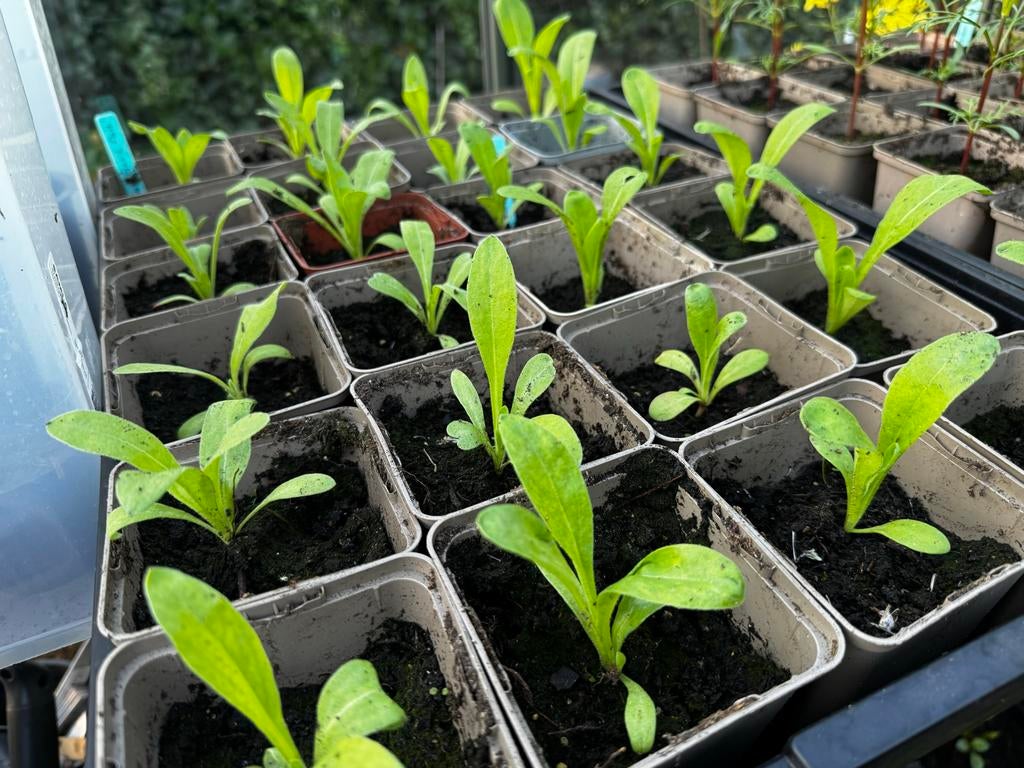 Goudsbloem plantjes - Calendula officinalis, Tuin en Terras, Planten | Tuinplanten, Volle zon, Eenjarig, Zomer, Ophalen