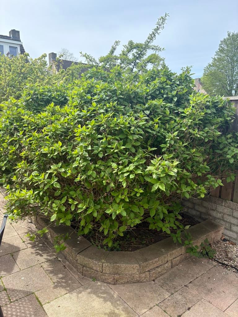 grote plant planten hortensia blauw, Ophalen of Verzenden, Hortensia, Minder dan 100 cm