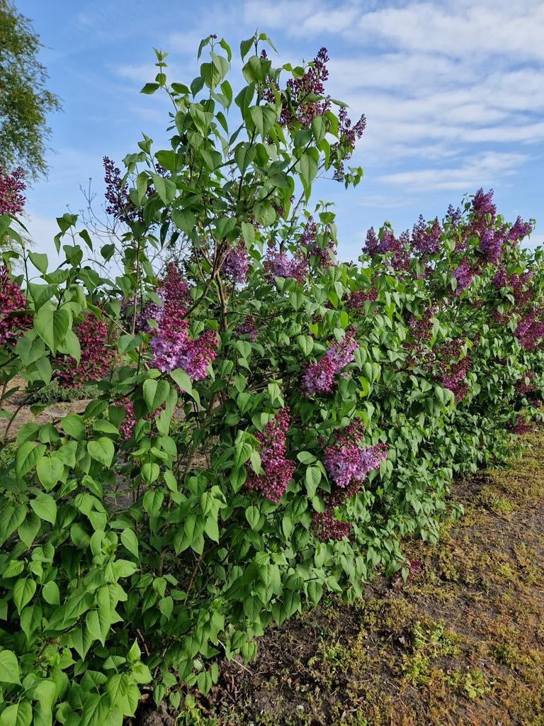 Paarse en witte seringen, Tuin en Terras, Ophalen, Overige soorten, Struik, 100 tot 250 cm