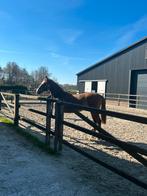 Extreme US  x Rousseau dressuur merrie 2 jaar, Merrie, Dressuurpaard, 0 tot 2 jaar