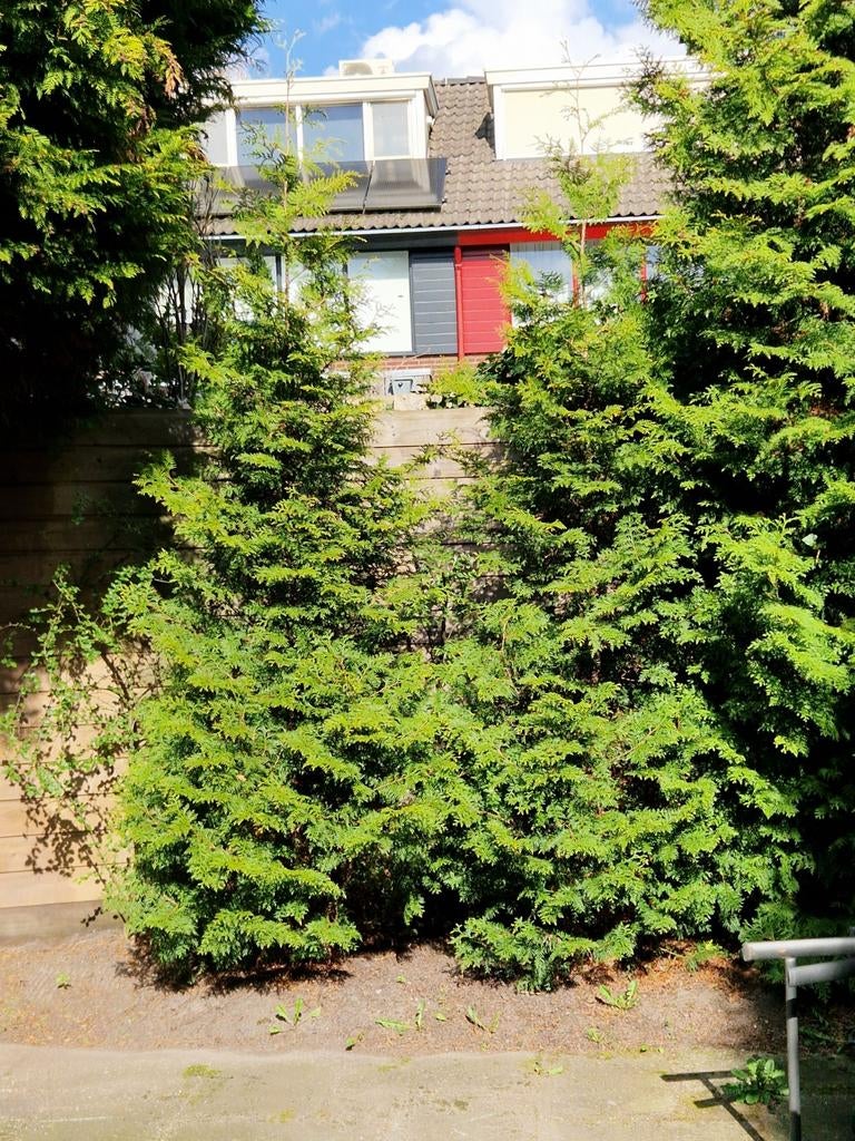 Gratis af te halen: Twee coniferen van ca. 2 meter hoog, Tuin en Terras, Planten | Struiken en Hagen, Ophalen, Conifeer, 100 tot 250 cm