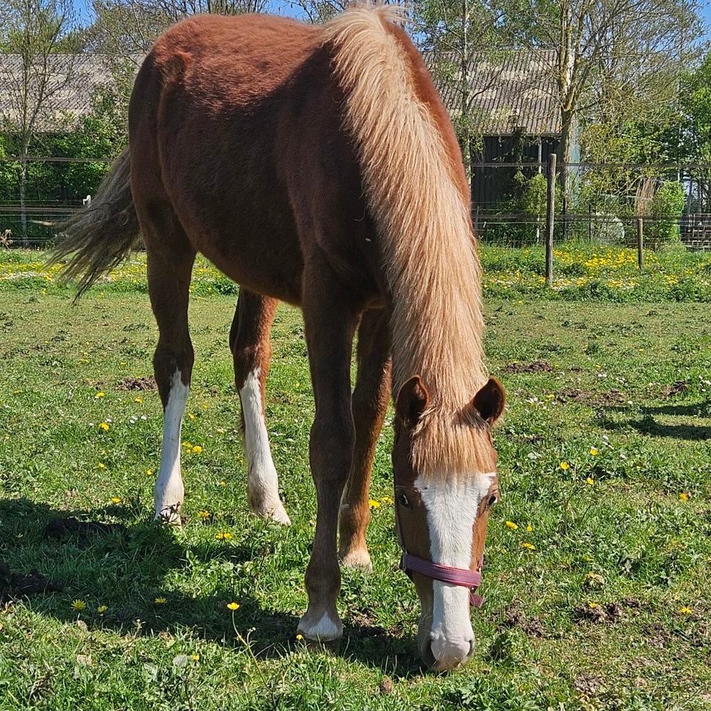 Supermooie aanhankelijke Freiberger jaarling merrie, Dieren en Toebehoren, Paarden, Merrie, Minder dan 160 cm, Met stamboom, 0 tot 2 jaar
