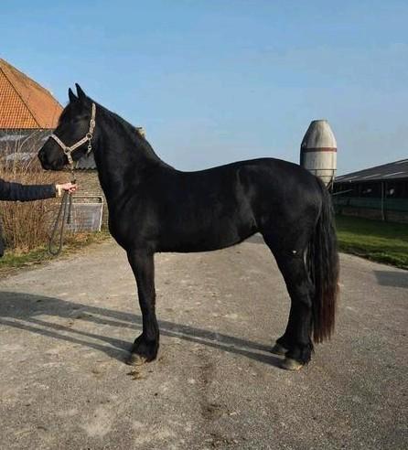 Grote 3 jarige friese merrie, Dieren en Toebehoren, Paarden, Merrie, Recreatiepaard