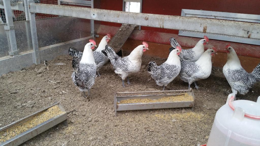 Te koop Zilverpel groot, Dieren en Toebehoren, Meerdere dieren, Kip