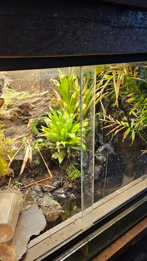 Paludarium, terrarium  te koop., Dieren en Toebehoren, 0 tot 2 jaar
