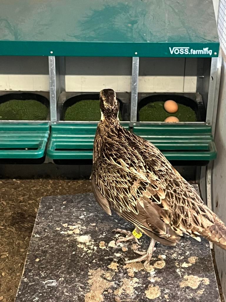 Koklasfazant, Dieren en Toebehoren, Pluimvee, Vrouwelijk, Overige soorten