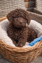 Schattige choco Maltipoo reutjes, HCC (leverziekte), Overige rassen, 8 tot 15 weken, Meerdere