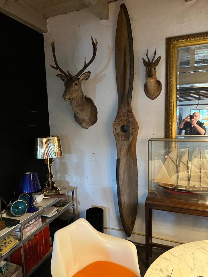 taxidemi, Verzamelen, Dierenverzamelingen, Beeldje of Figuurtje, Ophalen