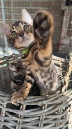 2 Prachtige bengaal kittens beschikbaar, Dieren en Toebehoren, Katten en Kittens | Overige Katten, Kater
