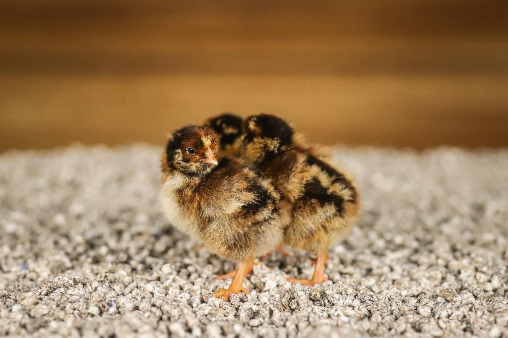 Barnevelder groot kippen kuikens | Gesekst en Ingeënt, Vrouwelijk, Kip