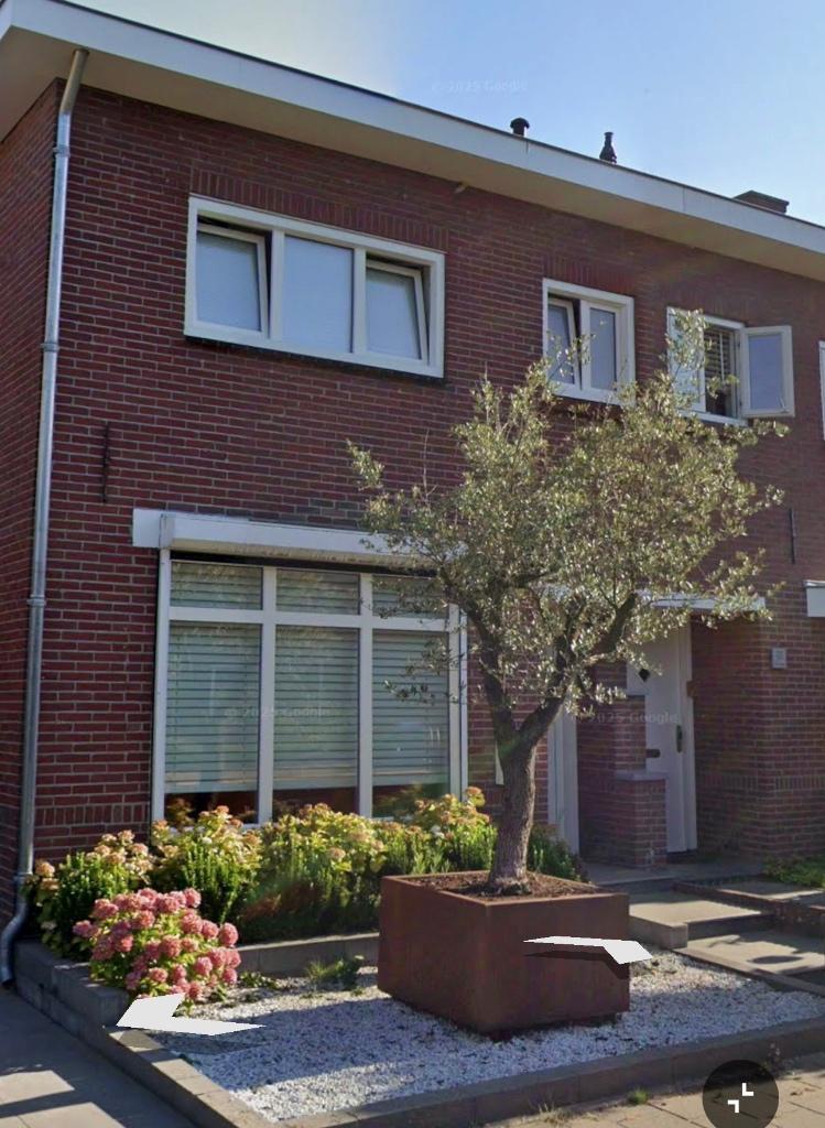 Olive tree in corten steel tree planter, Tuin en Terras, Planten | Bomen, Overige soorten, 100 tot 250 cm, Ophalen, Volle zon