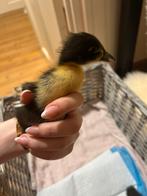 6 prachtige Indische Loopeend kuikens, Dieren en Toebehoren, Pluimvee, Geslacht onbekend, Eend