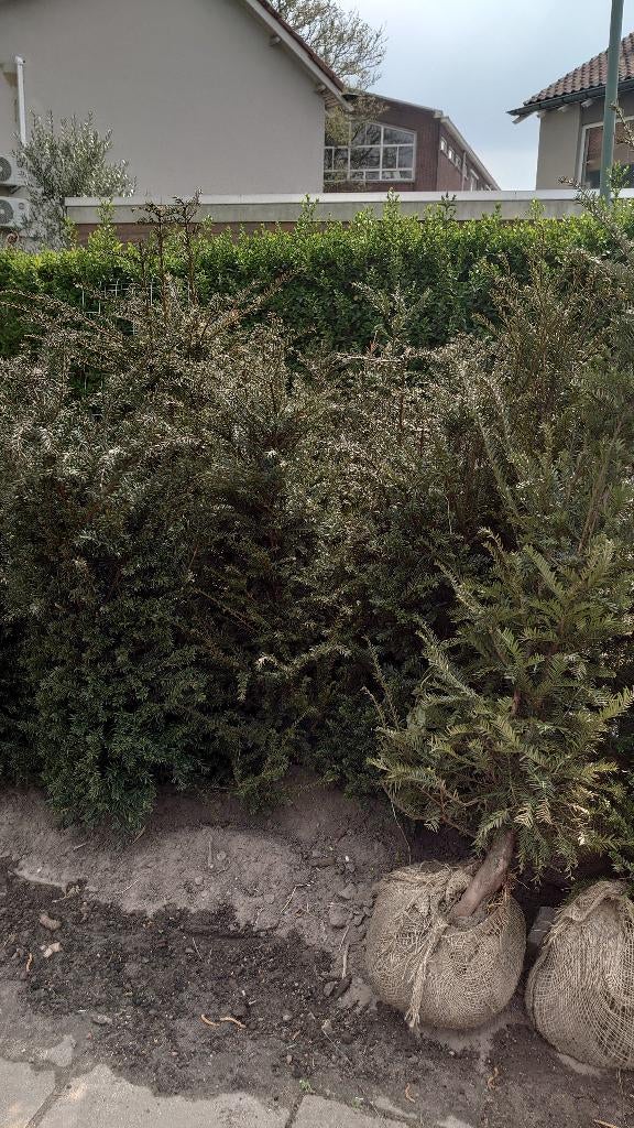 haag plant taxus, Ophalen of Verzenden, Taxus, Haag, Minder dan 100 cm