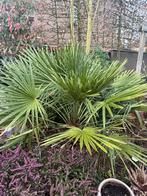 Winterharde Palmboom, Volle zon, Vaste plant, Bloeit niet, Ophalen