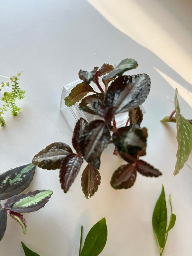 Terrarium stekjes - Diverse soorten voor jouw mini-ecosystee, Ophalen, Halfschaduw, Minder dan 100 cm