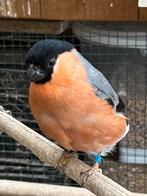 Noorse Goudvink man, Dieren en Toebehoren, Mannelijk, Wildzangvogel, Geringd