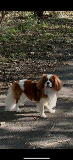 King Charles Cavalier Dekreu, Dieren en Toebehoren, Reu, CDV (hondenziekte), Eén hond, 3 tot 5 jaar