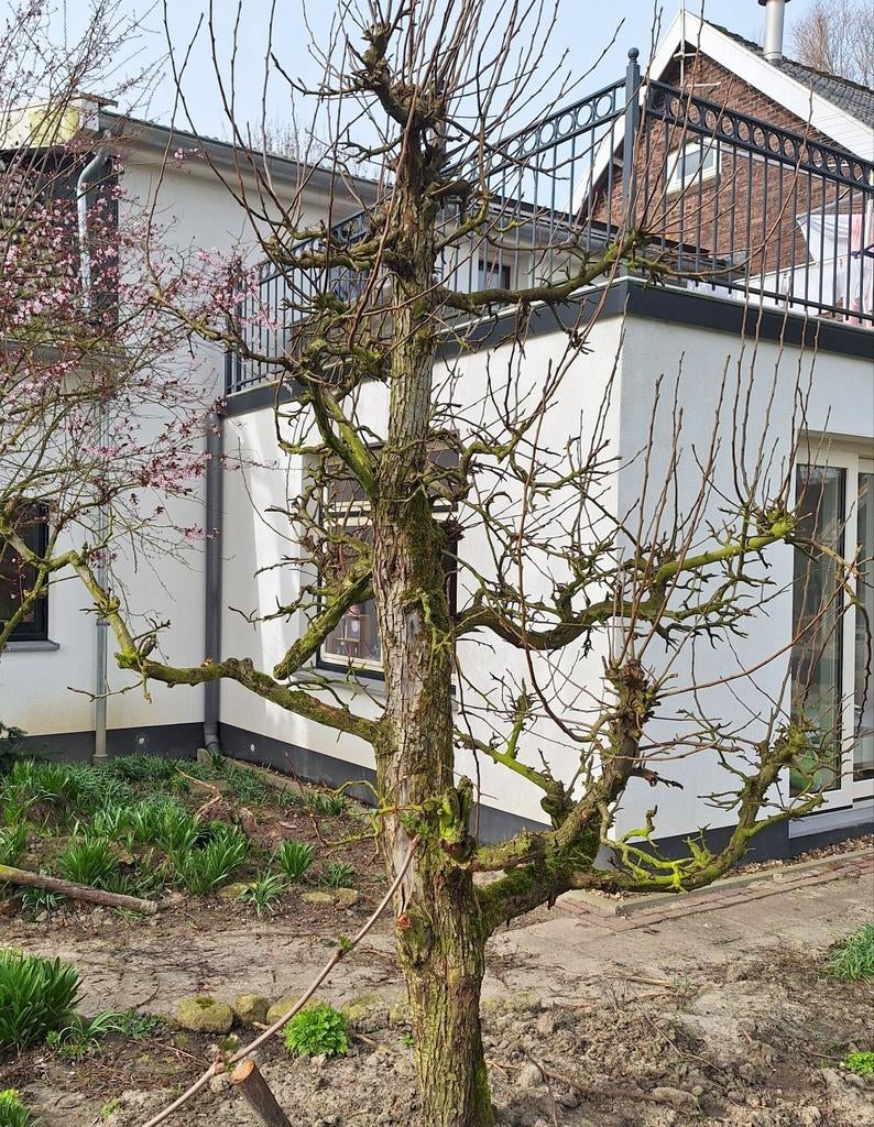 Prachtige 50 jaar oude Gieser Wildeman perenboom, Tuin en Terras, Planten | Fruitbomen, Ophalen, 250 tot 400 cm, Perenboom, Lente
