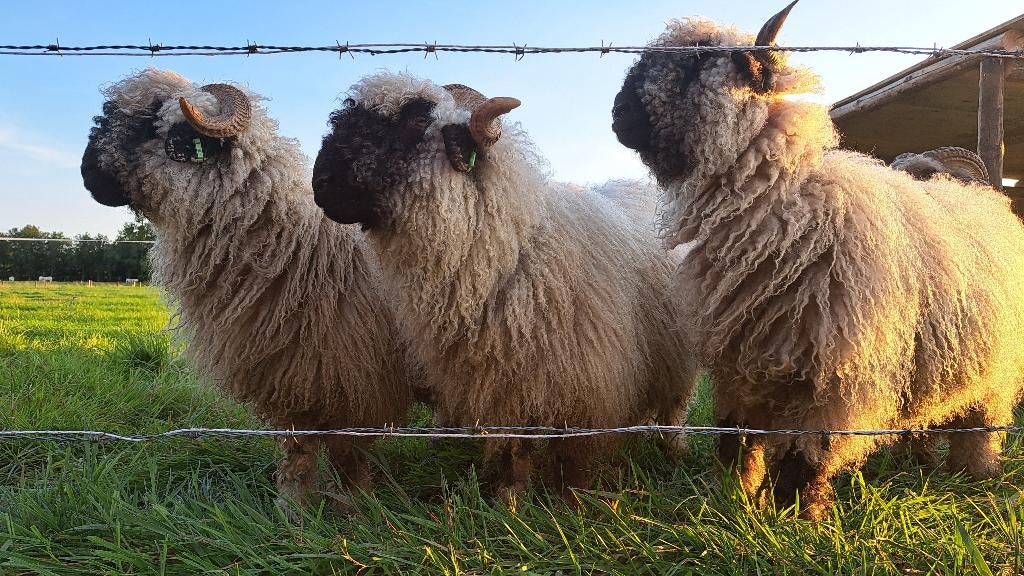 volwassen ooien - Wallliser schwarznase, Vrouwelijk, Schaap, 3 tot 5 jaar