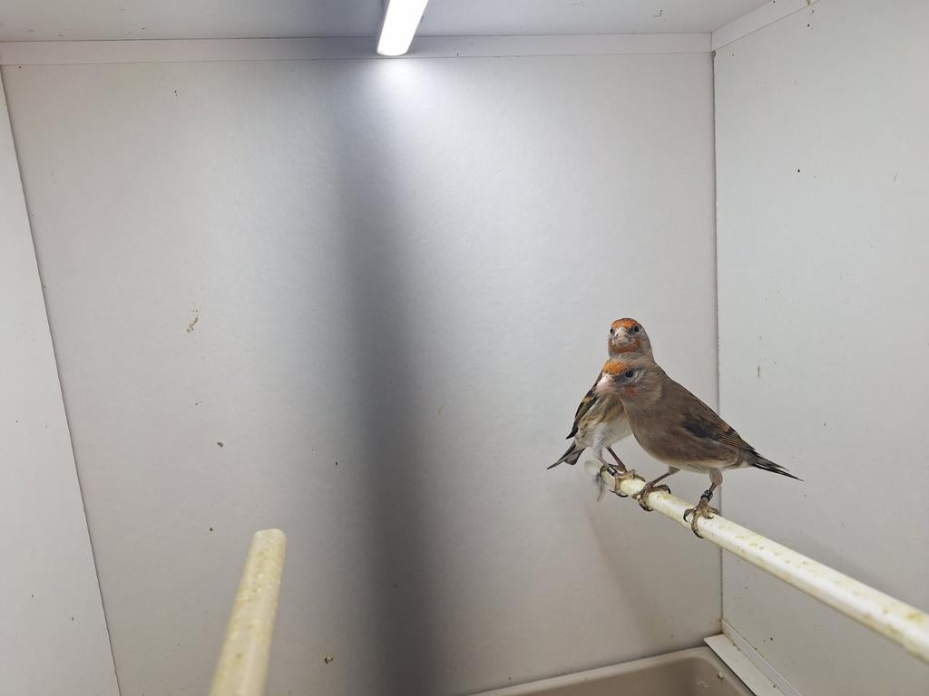 Poppen bastaard putter te koop, Dieren en Toebehoren, Vogels | Overige Vogels, Vrouwelijk, Wildzangvogel, Geringd