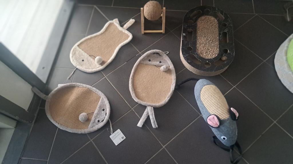 Katten uitzet, Dieren en Toebehoren, Ophalen of Verzenden