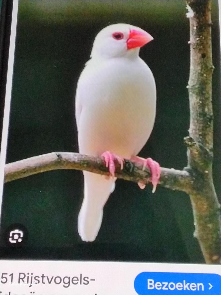 Gezocht witte rijstvogel pop ze mag  van vorig jaar z,n, Dieren en Toebehoren, Vrouwelijk, Tropenvogel, Geringd