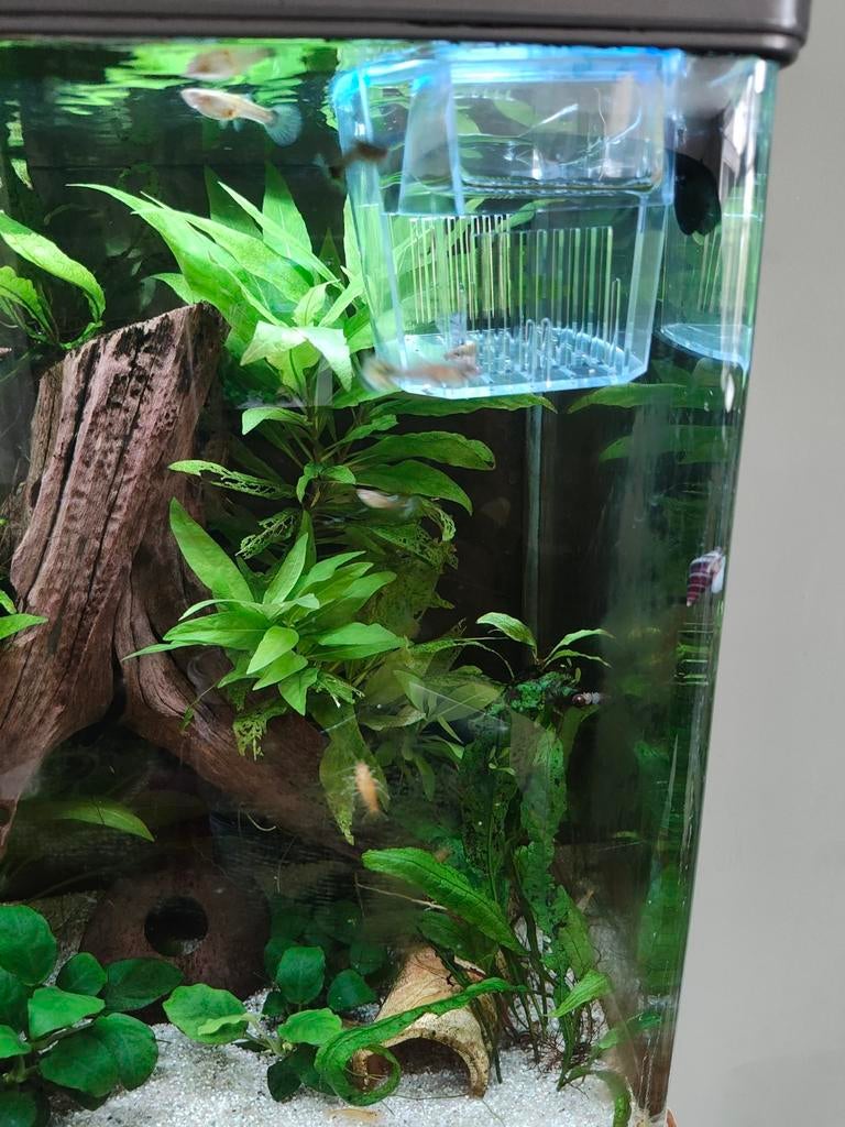 Guppen m/v gratis af te halen, Dieren en Toebehoren, Vissen | Aquariumvissen, Vis