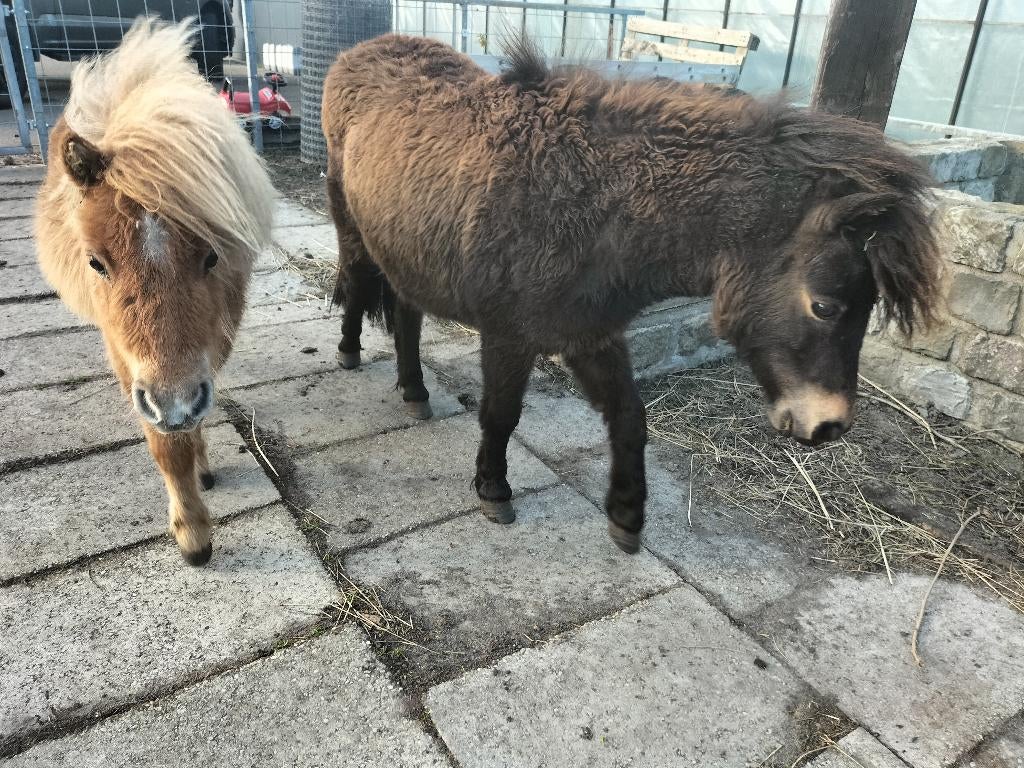 2 lieve mini paardjes merrie 75/85cm, Dieren en Toebehoren, Pony's, Merrie, Met stamboom, Niet van toepassing, 0 tot 2 jaar