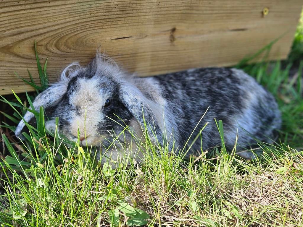GRATIS 3 konijnen mannetje (gecastreerd) en 2 vrouwtjes!, Dieren en Toebehoren, Konijnen, Meerdere dieren