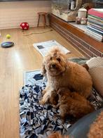 Prachtige labradoodle pups, Parvo, 8 tot 15 weken, Meerdere, Meerdere dieren