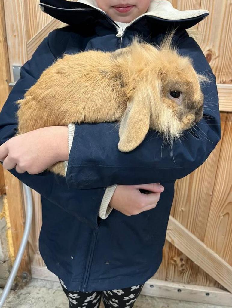 Lief rammetje konijn., Dieren en Toebehoren, Konijnen, Klein, Mannelijk, 0 tot 2 jaar, Hangoor