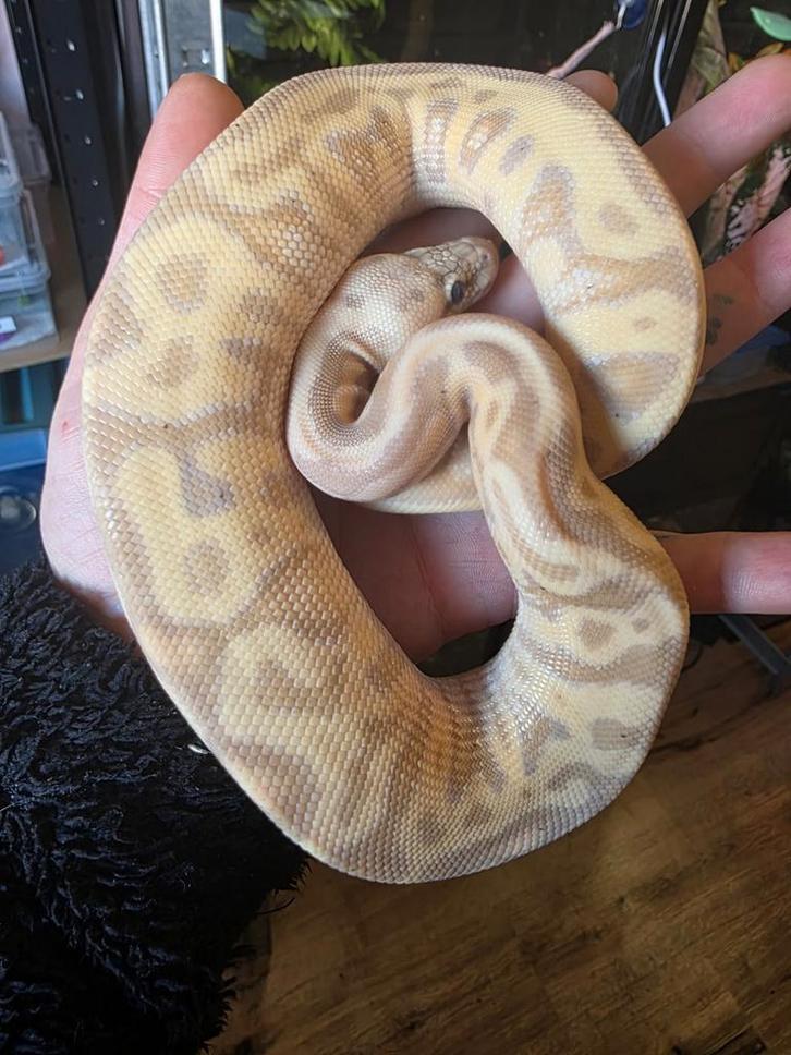 Ballpython python regiues koningspython Ball Python - unknown for sale from Michael