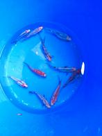 Shubunkin 12-15 cm desgewenst bezorgd aan huis, Goudvis(sen)