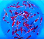 Jonge Japankoi scherp geprijsd, Tosai van bekende kwekers, Dieren en Toebehoren, Karper of Koi