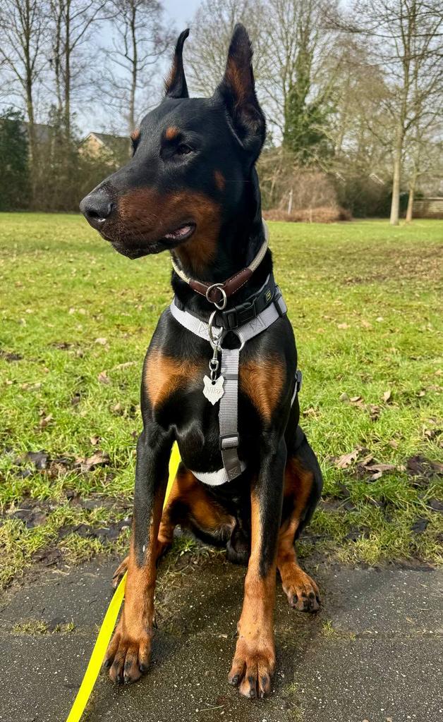 Grote, sterke Dobermann Guf zoekt actief gezin, Dieren en Toebehoren, Particulier, Buitenland, Parvo, Eén hond