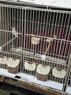 Koppel putters, Meerdere dieren, Wildzangvogel