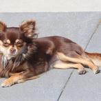 Hondje gezocht tilburg, 8 tot 15 weken, Geslacht onbekend, Eén hond, Nederland