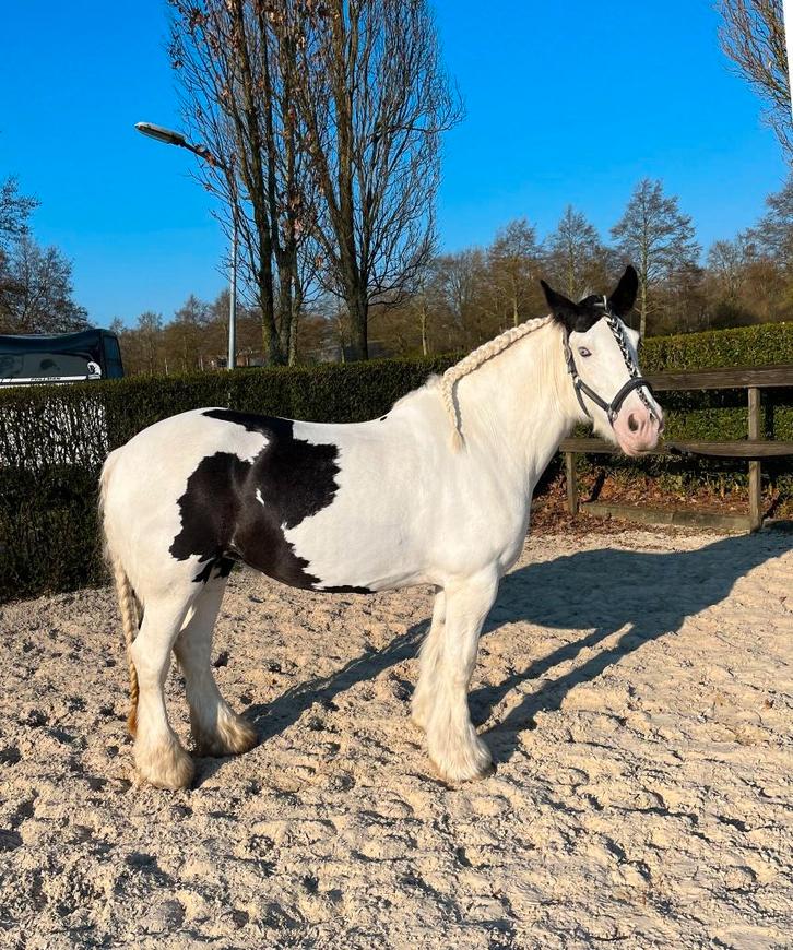 Gezocht grote Tinker merrie, Dieren en Toebehoren, Pony's, Merrie, E pony (1.48m - 1.57m)