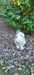 Prachtige Brahma haan, Mannelijk, Kip