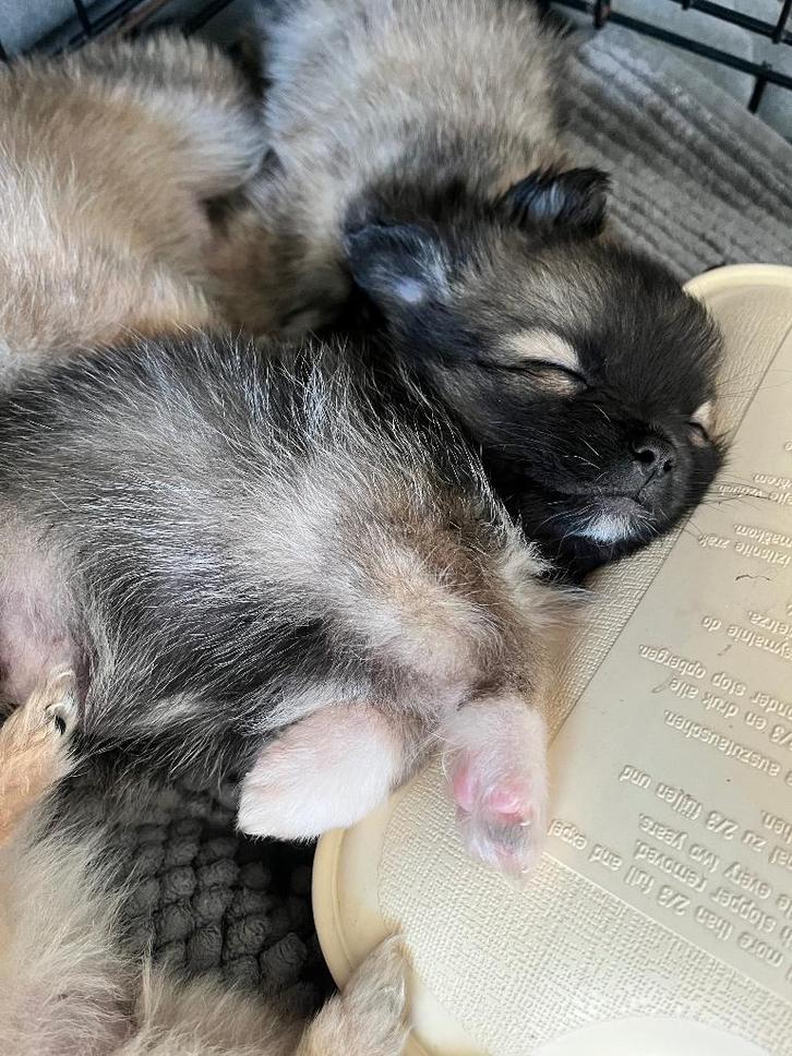 3 Schattige Pomeriaan Reutjes Beschikbaar, Dieren en Toebehoren, Honden | Chihuahua's en Gezelschapshonden, Reu, Overige rassen